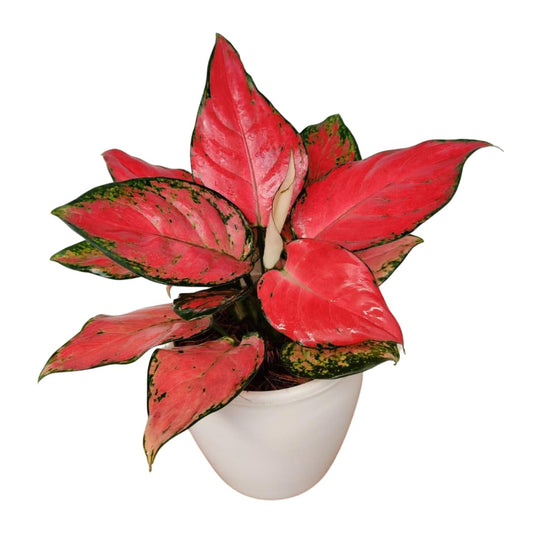 Aglaonema Diamond Red Live Plant