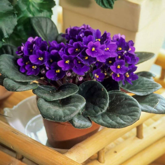 African Violets Live Plant