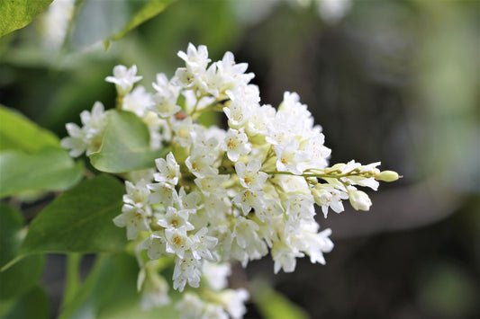 Manimulla Live Plant