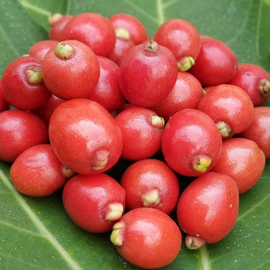 Cedar Bay Cherry Live Fruit Plant