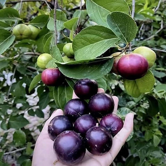 Manila Cherry Fruit Plant