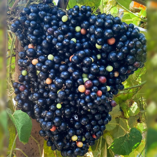 Cambodian Wild Grape Plant