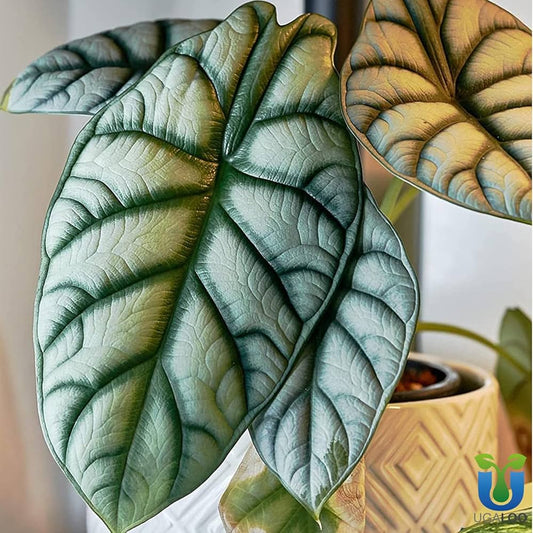 Alocasia Dragon Scale Live Plant