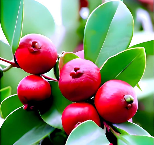 Red Strawberry Guava Live Fruit Plant