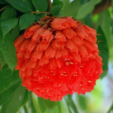Rose of Venezuela Live plant
