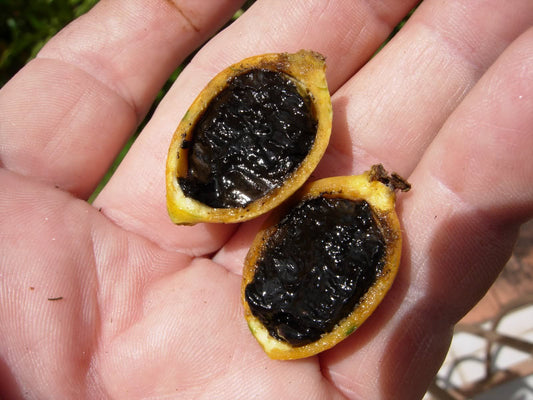 Black Berry Jam Fruit Plant