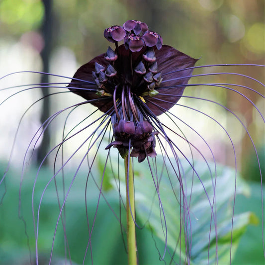 Bat Flower Live Plant