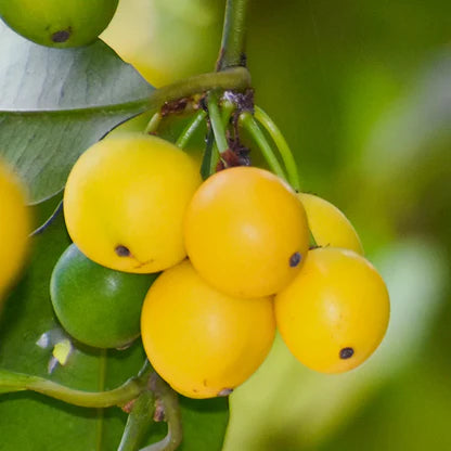 Cherry Mangosteen Fruit Plant