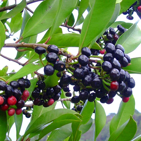 Coralberry Fruit Plant