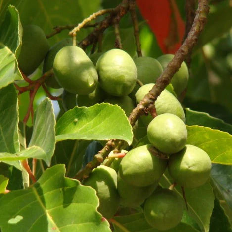 Ceylon Olive Live Fruit Plant