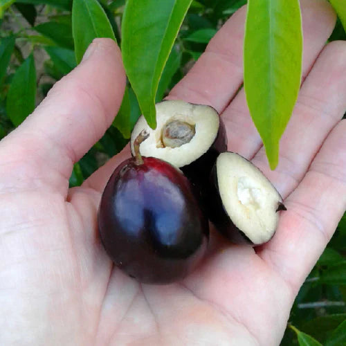 Rainforest Plum Plant