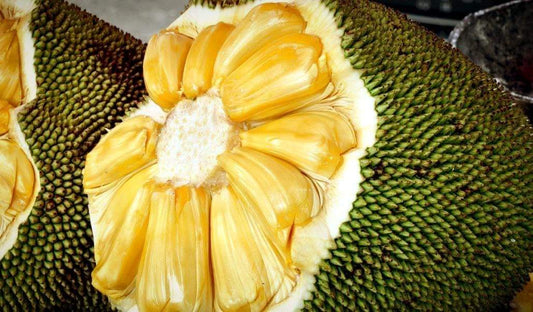 Eviarc The Sweetest Jackfruit Fruit Plant