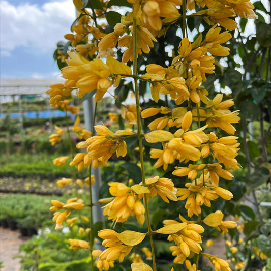 Golden Cascade Live Plant