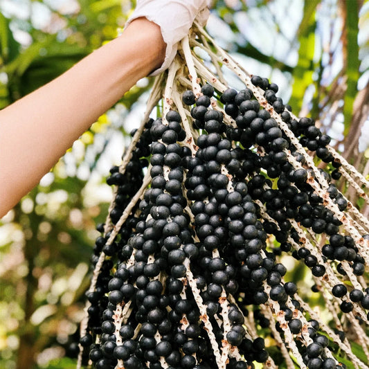 Acai Berry Live Fruit Plant