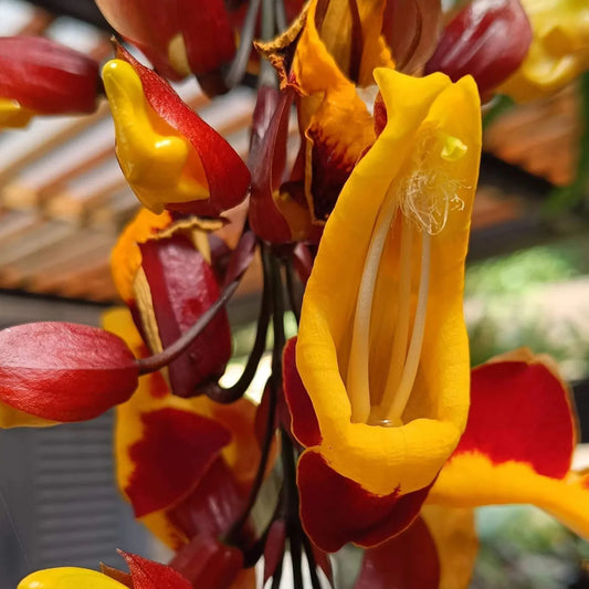 Lady Shoe Yellow Live Plant