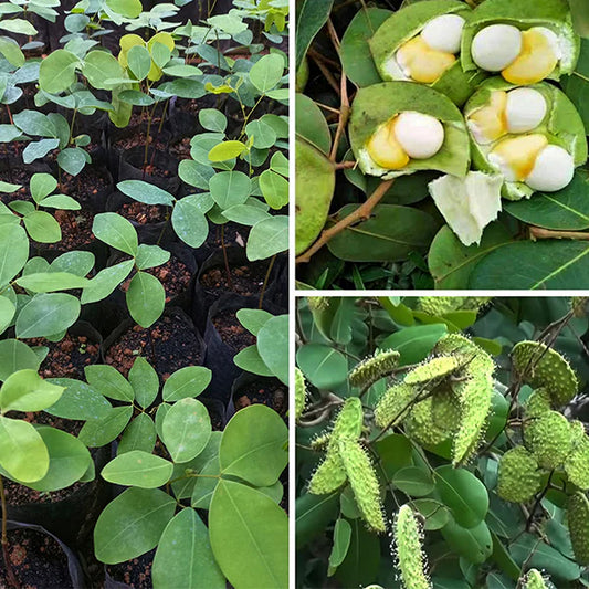 Kor Koh Fruit Plant