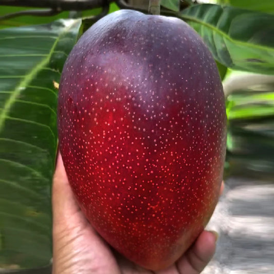 Miyazaki Mango Live Fruit Plant