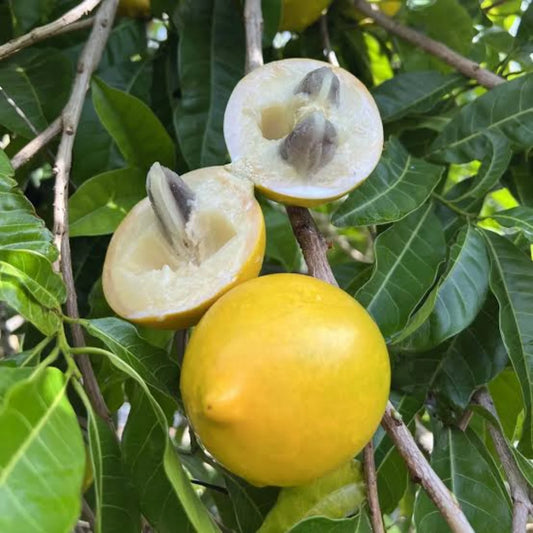 Abiu Live Fruit Plant