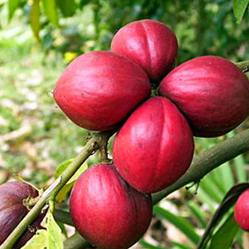 Mahkota Dewa Fruit Plant