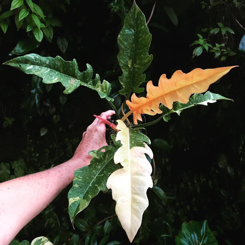 Philodendron Ring of Fire Variegated