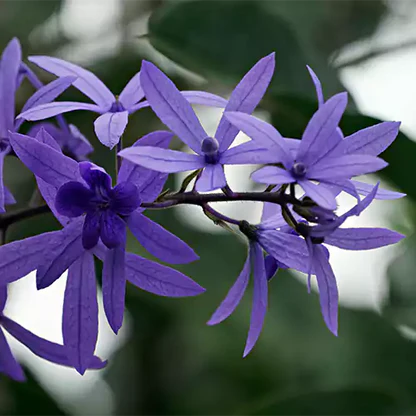Petrea Violet Live Plant