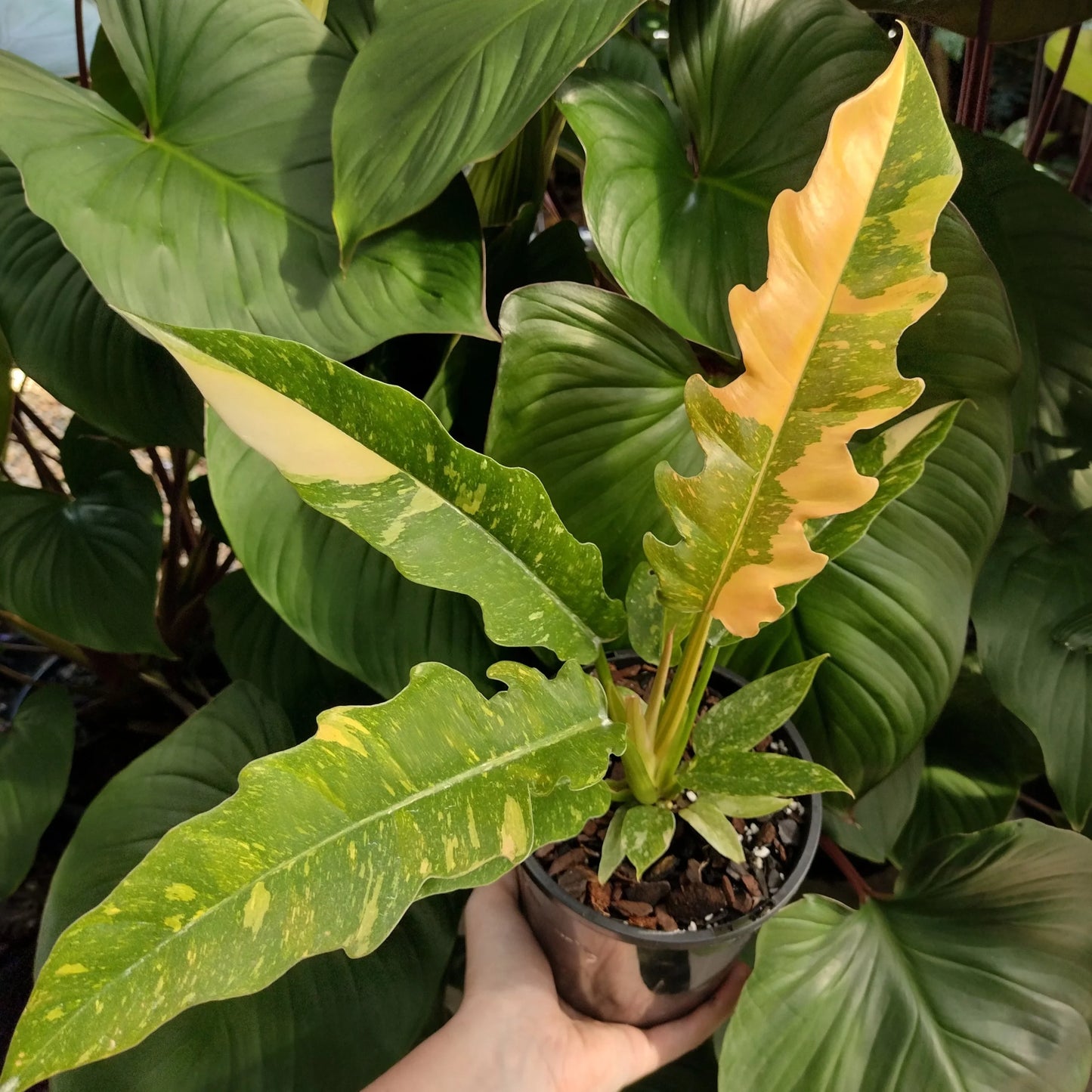 Philodendron Ring of Fire Variegated