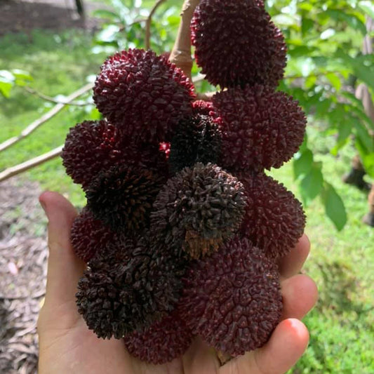 Pulasan Fruit Plant