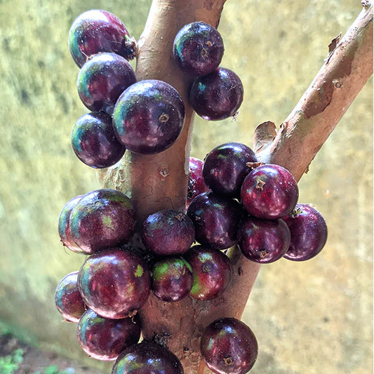 Jaboticapa Red Hybrid Fruit Plant (Plinia Cauliflora X Plinia Aureana)