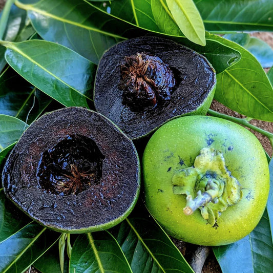 Black Sapote Fruit Plant