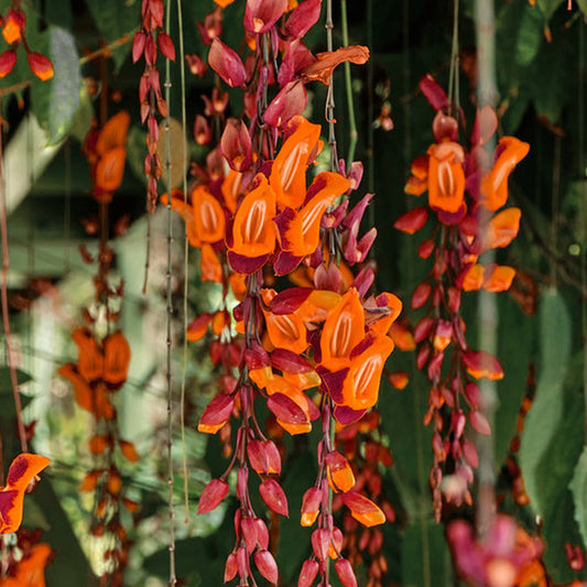 Variegated Thunbergia Live Plant