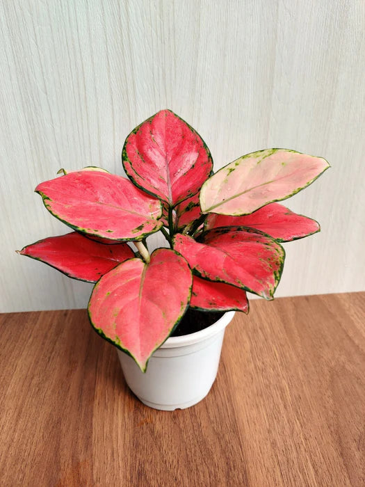 Aglaonema Diamond Red Live Plant
