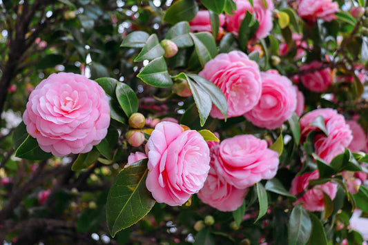 Camellia Live Plant