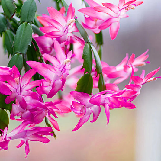 Christmas Cactus Live Plant