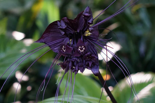 Bat Flower Live Plant