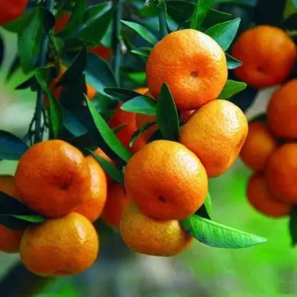 Chinese Sweet Bush Orange Live Fruit Plant