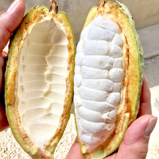 Cocoa Fruit Plant