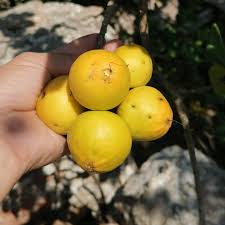 Ziricote Fruit Plant