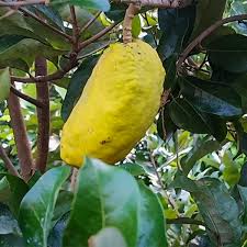 Giant Olosapo Fruit Plant