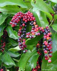 Bignay Fruit Plant