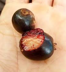Cherry of the Paramirim Fruit Plant