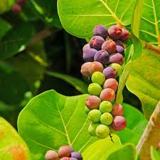 Sea Grape Live Fruit Plant