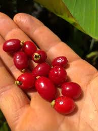 Pitanga de Perdiz Fruit Plant