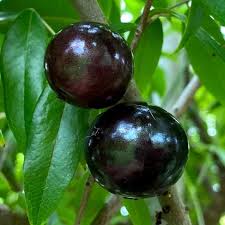 Plinia Oblongata Fruit Plant