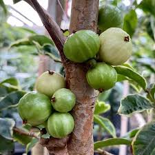 Jaboticaba Crystal Green Fruit Plant