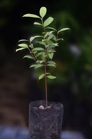 Cherry of the Paramirim Fruit Plant