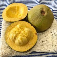 Pouteria Macrocarpa Fruit Plant