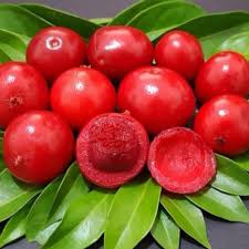 Ubaia Fruit Plant