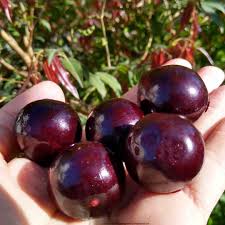 Jaboticaba 'Campo De Ramon' Fruit Plant