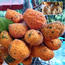 Korn Fruit Plant