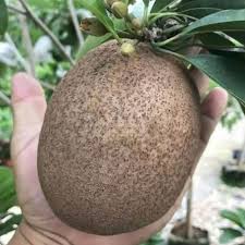 Thai King Sapota Fruit Plant